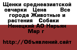 Щенки среднеазиатской овчарки › Цена ­ 1 - Все города Животные и растения » Собаки   . Ненецкий АО,Нарьян-Мар г.